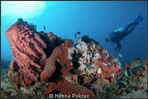 Symmetry by Nonna Pokras 
